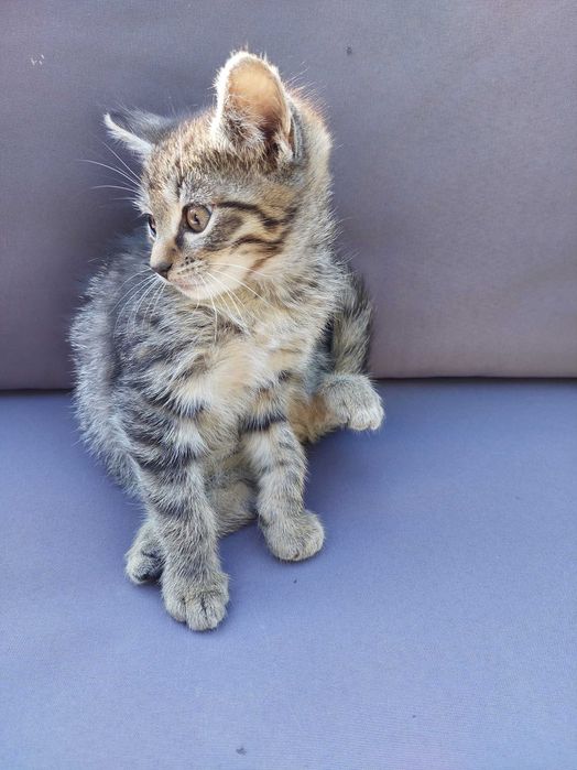 Oddam koty w dobre ręce