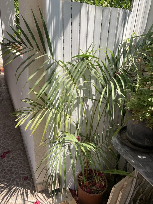 Vaso com grande palmeira muito vicosa
