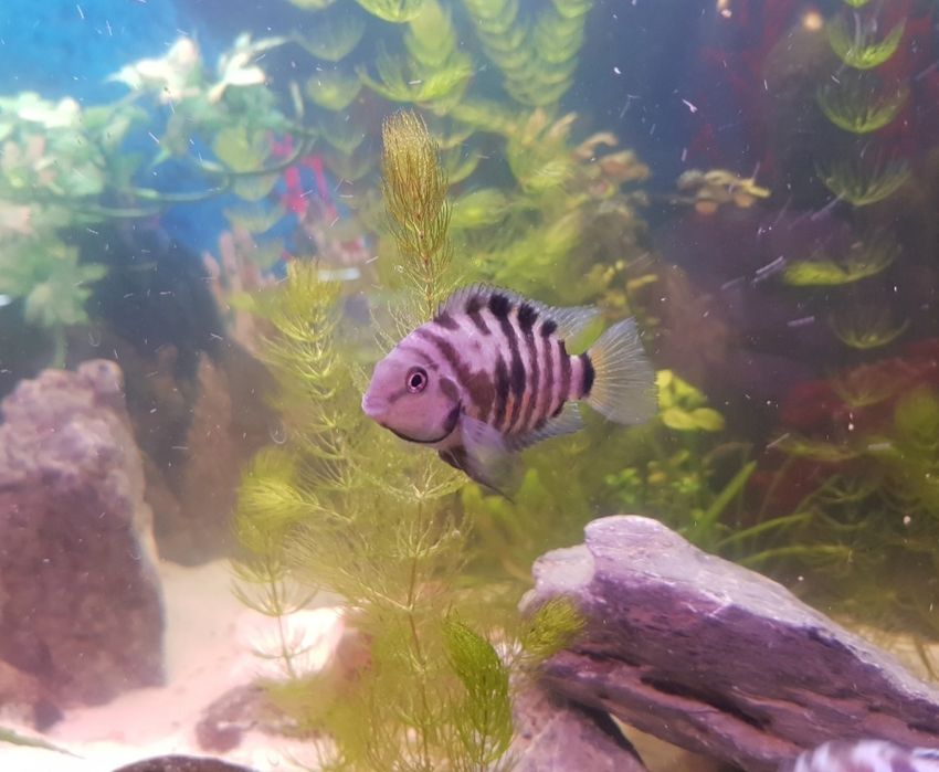 Pielęgnica zebra samce i samice