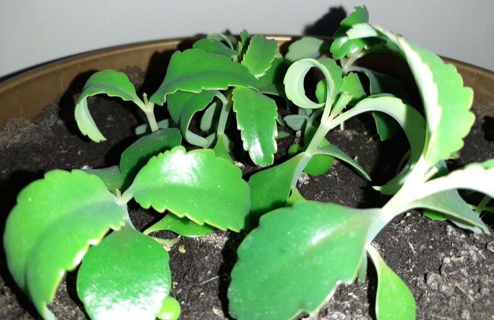 Lecznicze właściwości