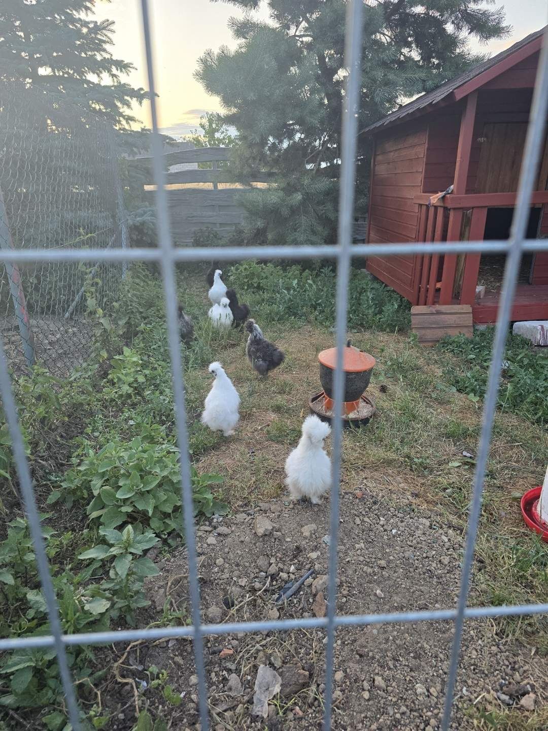 Koguty i kurki silki biale