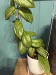 Hoya Fitchii cięta