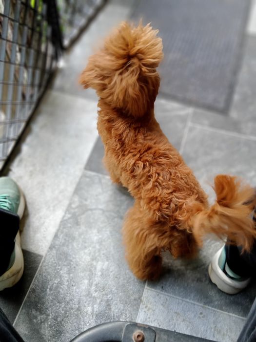 Мальтіпу F2 редбраун,веселунчик.