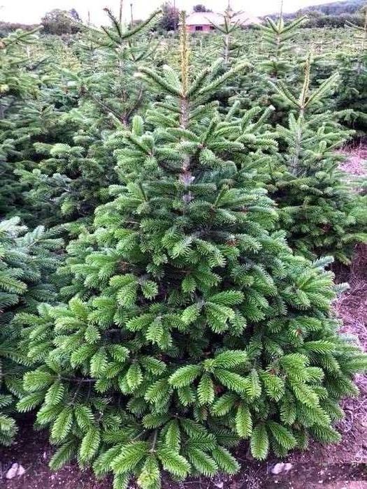 Jodla kaukaska z dostawa do domu! Piekne choinki do twojego domu