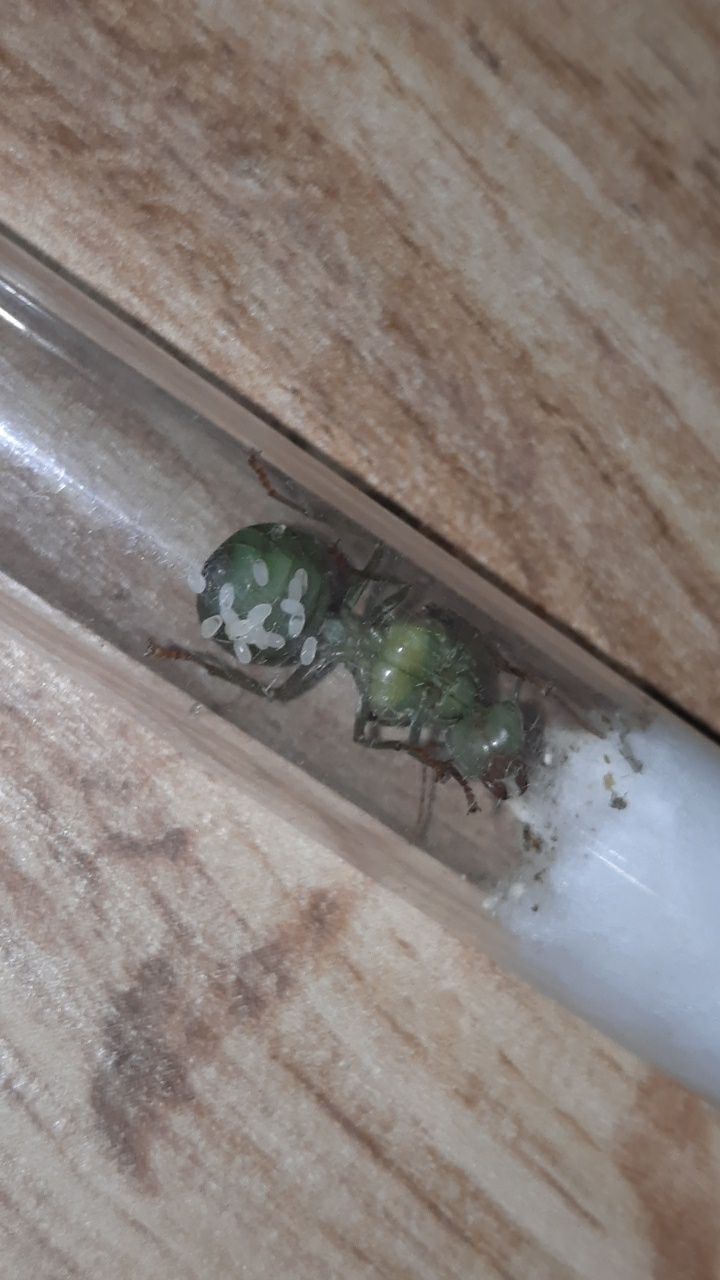 Mrówki królowa Oecophylla smaragdina