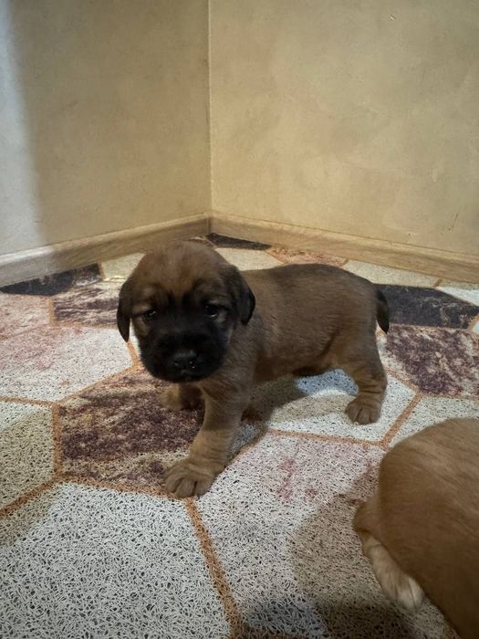 Цуценята кокер спаніеля безкоштовно