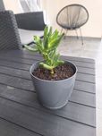 Ucho shreka, Grubosz, crassula ocata
