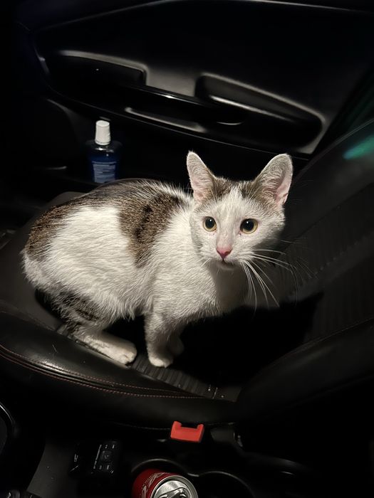 Oddam kotka w dobre ręce