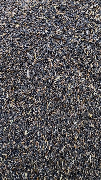 Owies czarny odmiana gniady ekologiczny