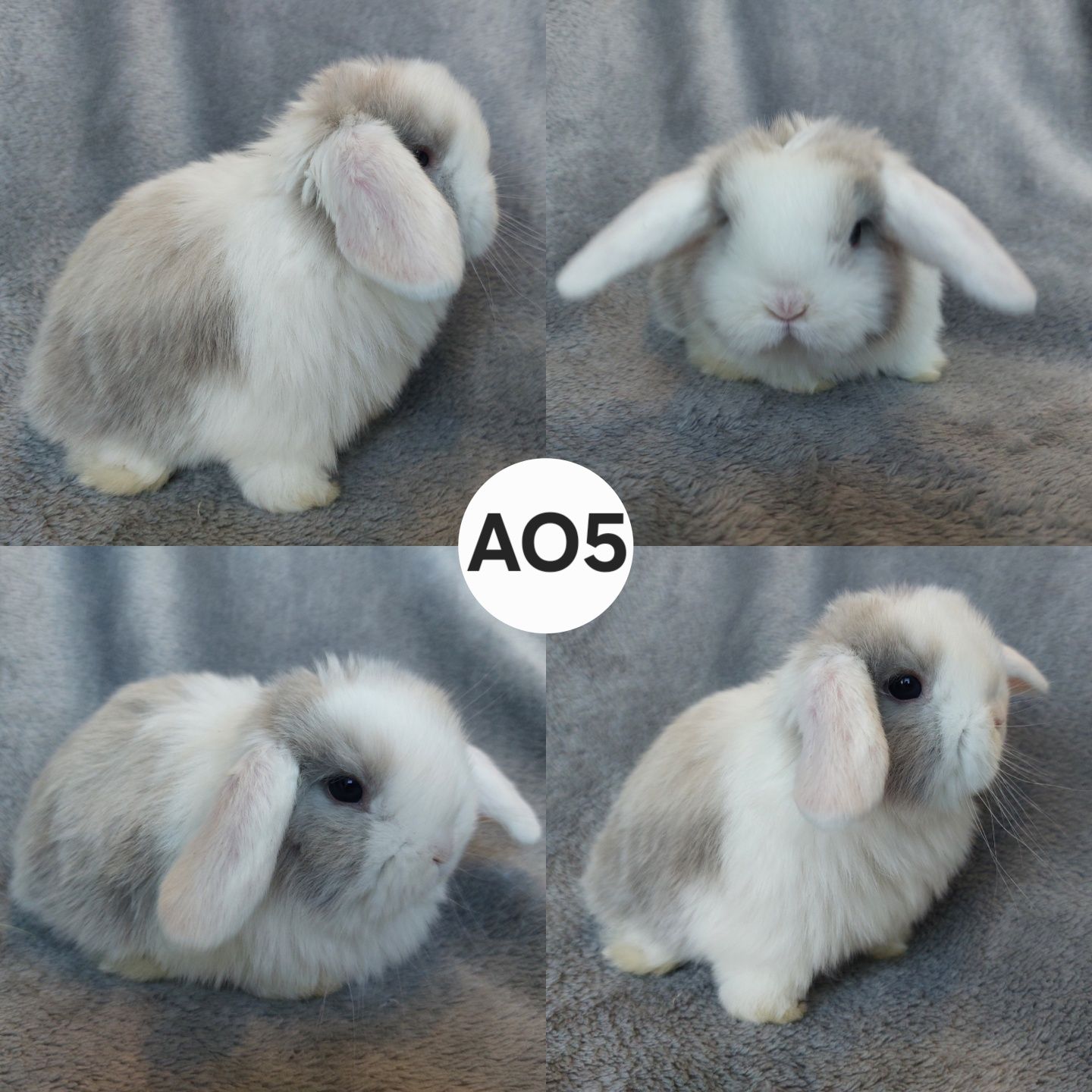 Królik Baranek Miniaturka MINI LOP