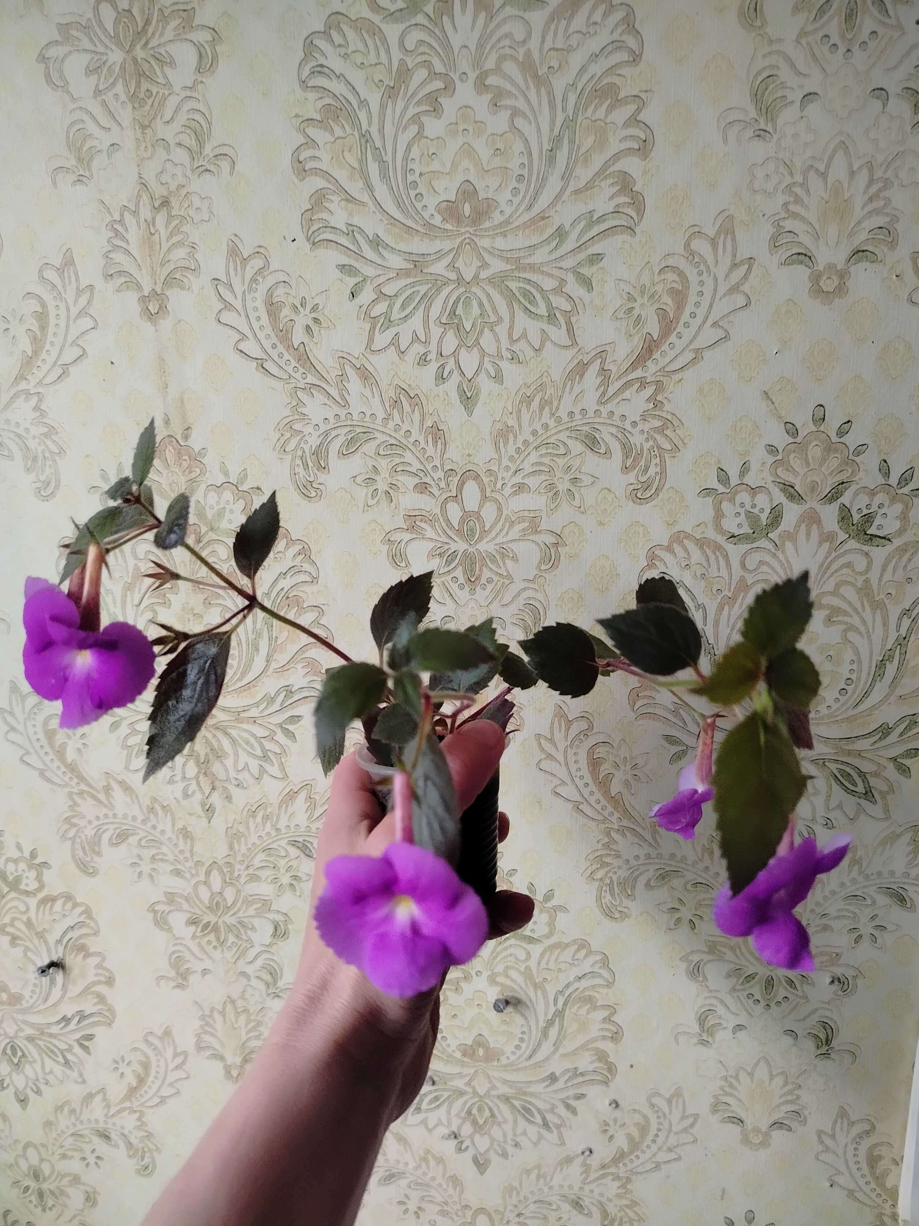 Ахименес Sauline PurpleKing Рео Vittata Пеларгония  Рео