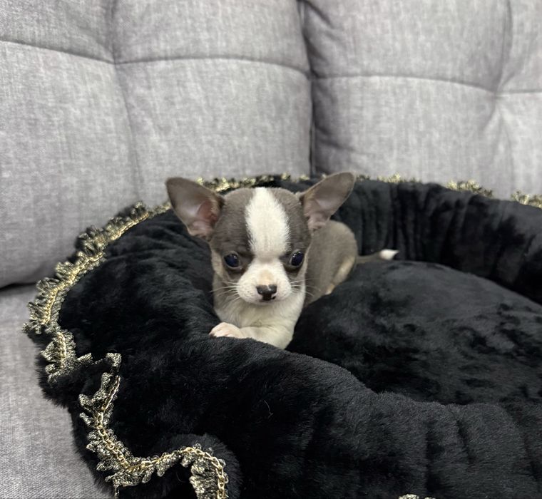 Niebieska śliczna mini dziewczynka chihuahua