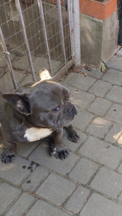 Отдам бесплатно французский бульдог,девочка,4г.