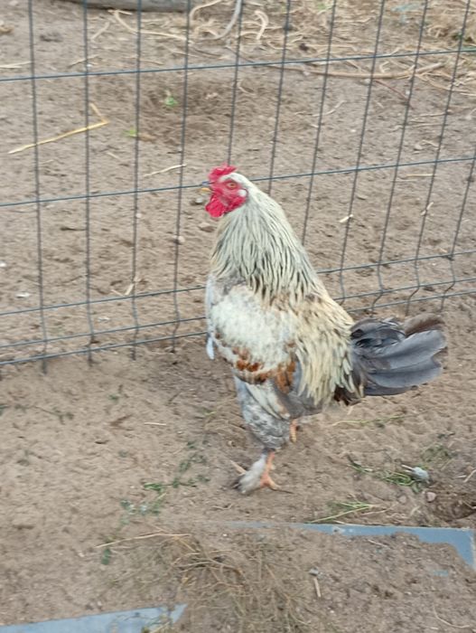 Koguty-sprzedam różne