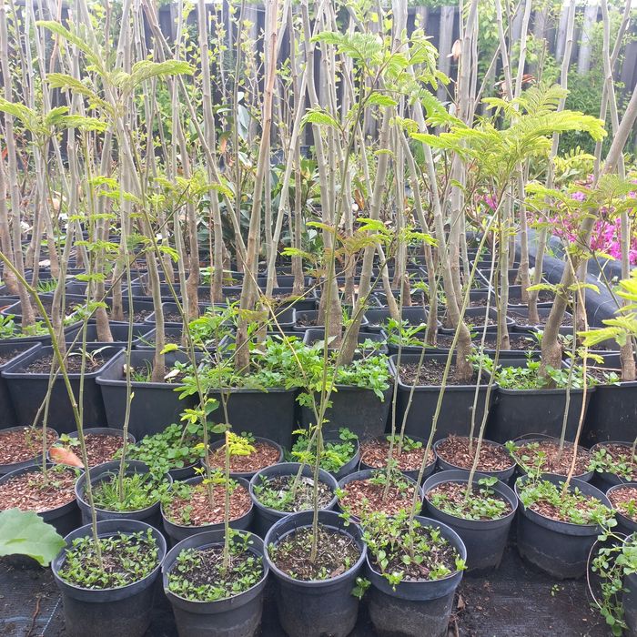 Альбіція Лінкеранська Акація Шовкова Акація 2х річка в контейнері 50см