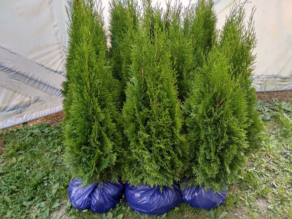 Tuja Szmaragd 140 -  150 cm