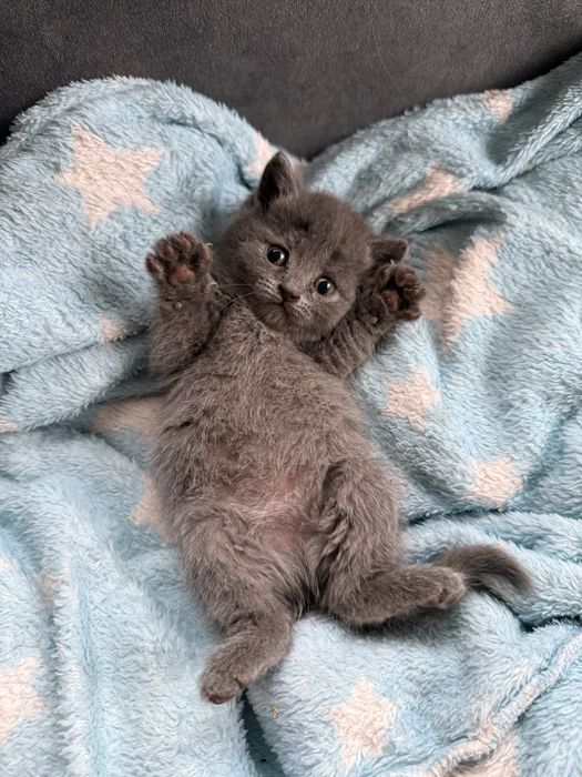 Кошенята прямовухі кішечки