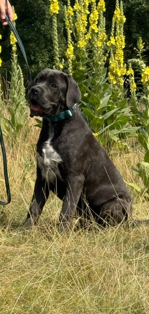 Cane Corso Sunia Dixi