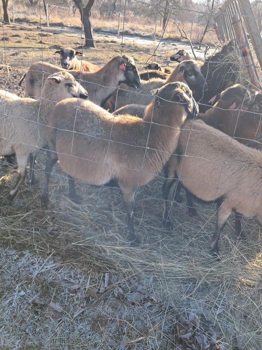 Sprzedam kotne owce kameruńskie