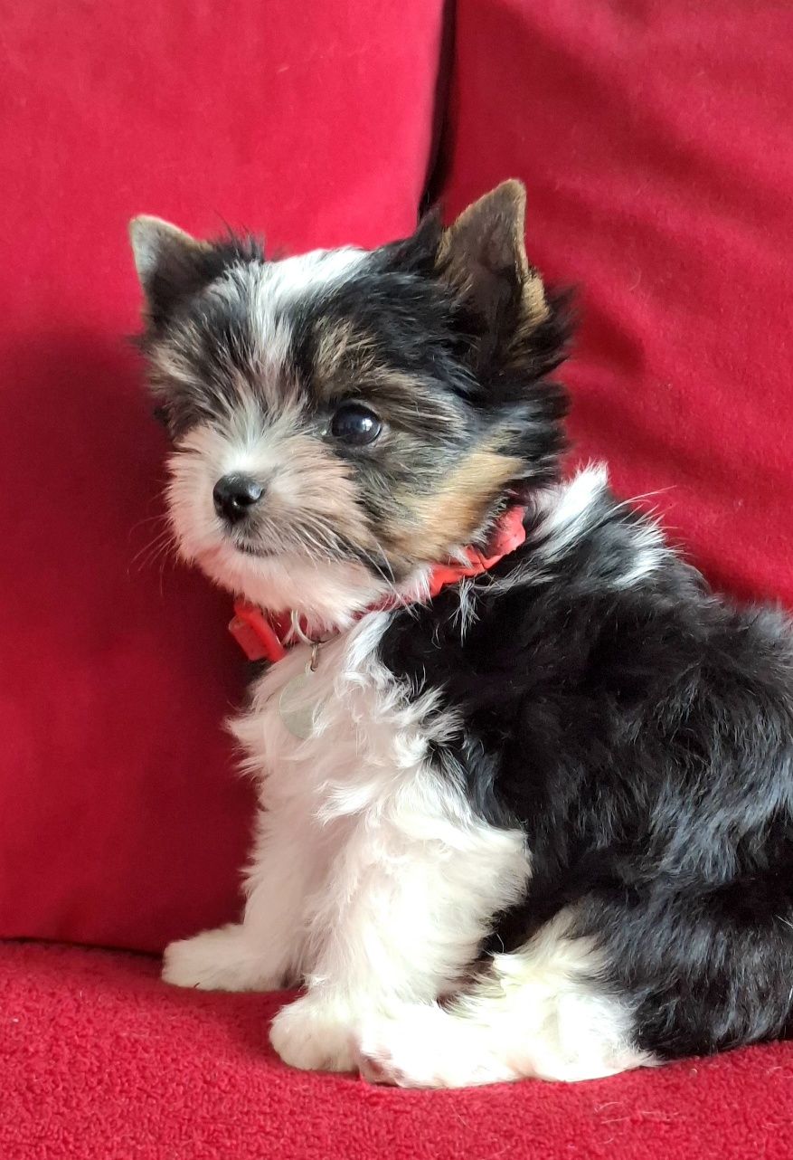 York Biewer Yorkshire Terrier  piesek rodowod pełny 4ro pokoleniowy