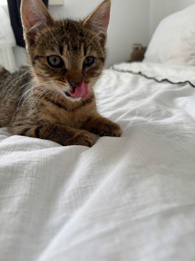 Kotki do adopcji Feniks Uno oddam za darmo