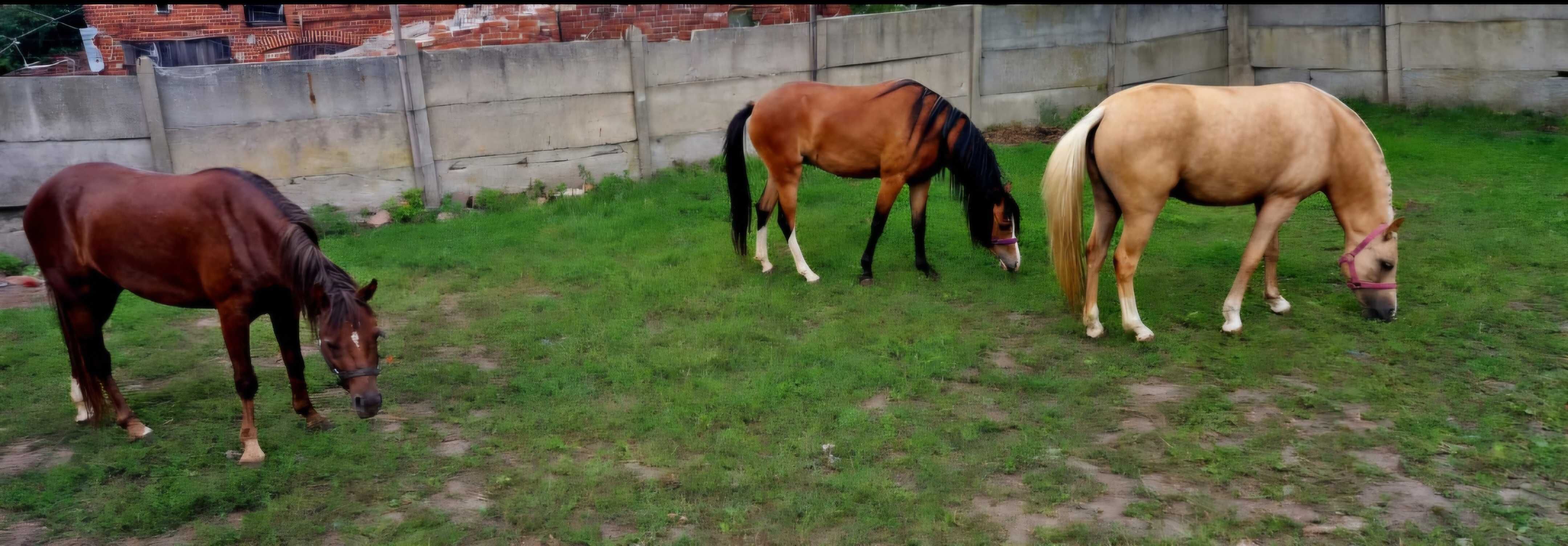 Sprzedam konia klacz źrebak kuc walijski