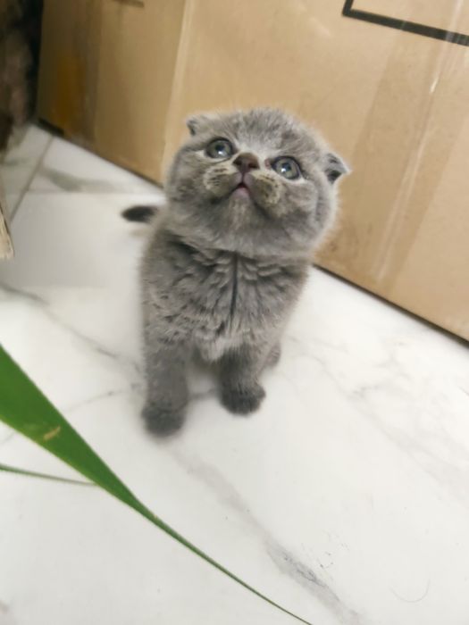 Шотландські кошенята