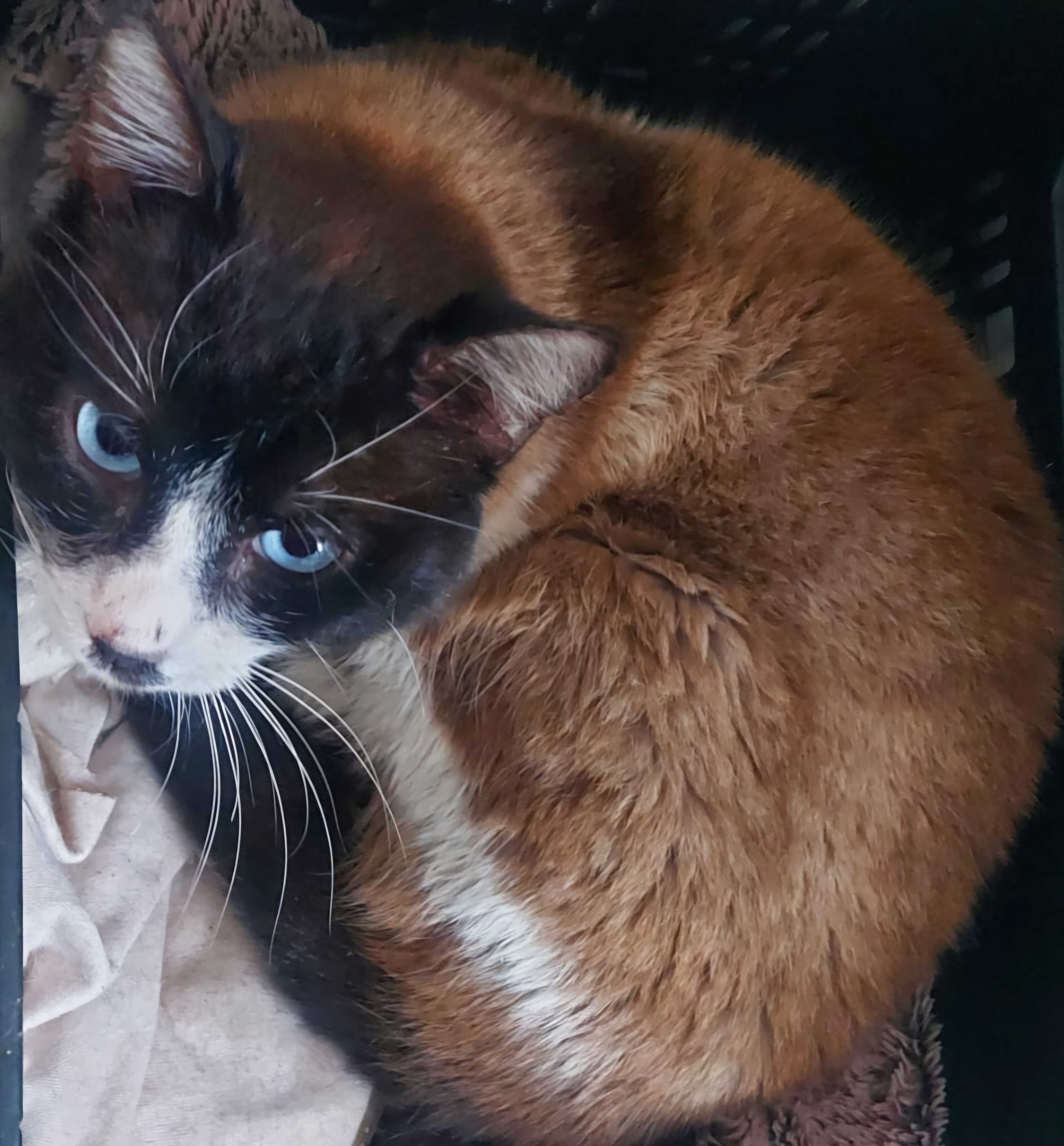 Gatinhos para adoção