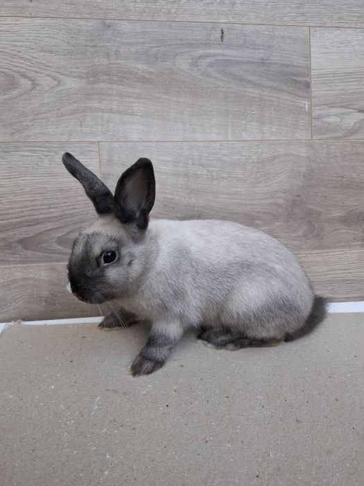 Królik miniaturka samiczka młoda szara