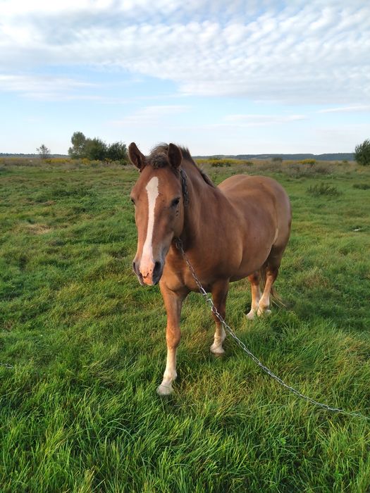 Продам коня. Новоалександровский ваговоз
