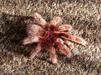 Паук Grammostola rosea red самка для новичков