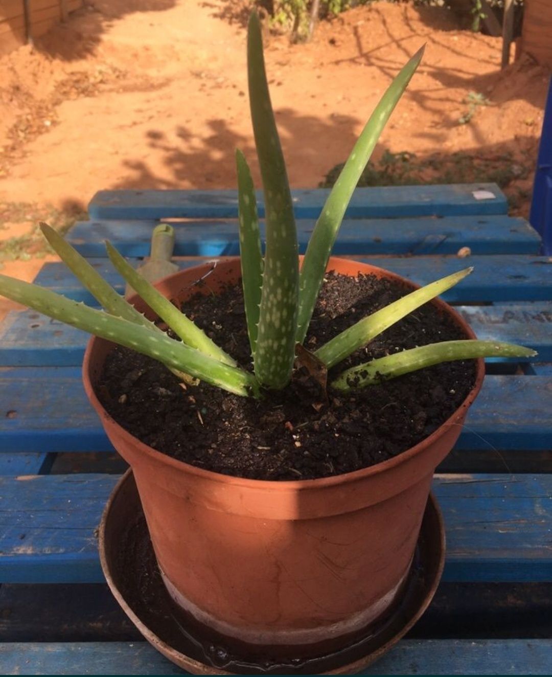 Planta Aloe vera