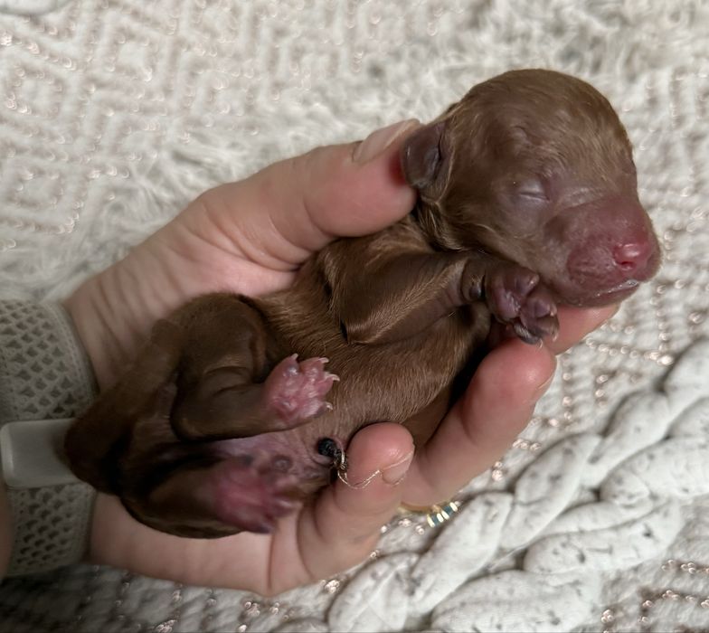 Pudel Toy Płowy Zkwp FCI