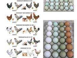 Різні породи Домінантів продаж яйця для інкубатора
