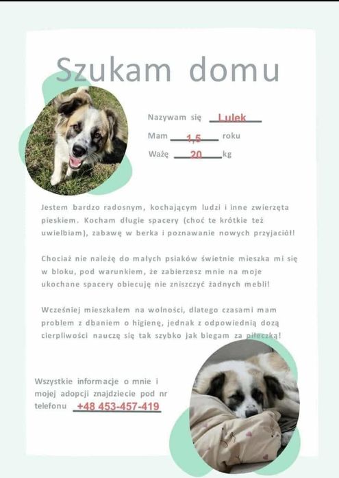 Oddam pieska kundelek