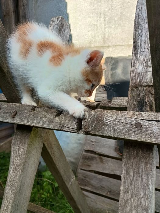 Kotki za darmo 6 tygodniowe