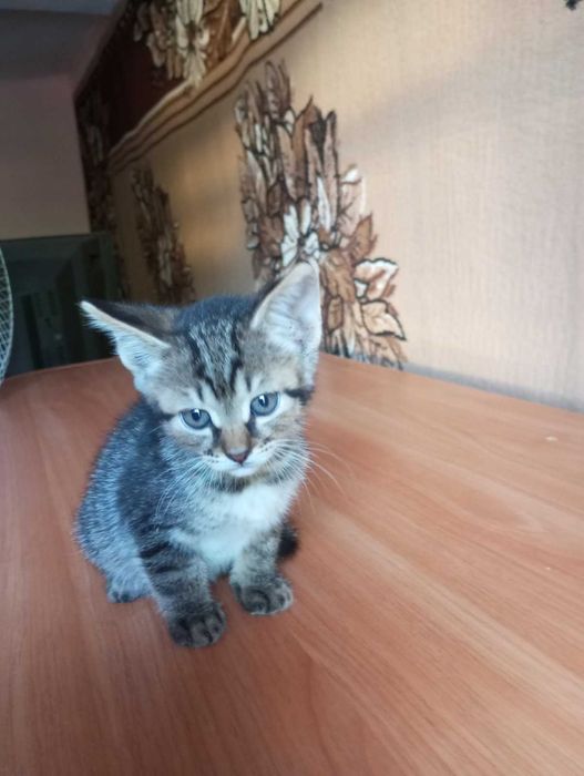 кошенятка 2,5 місяці