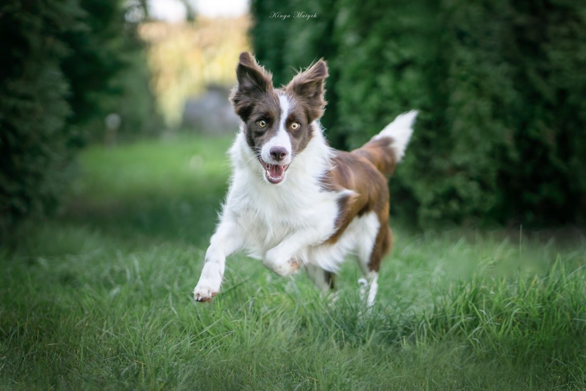 Samczyk Border Collie brązowo-biały nr 4/genetyka/RTG/wyprawka