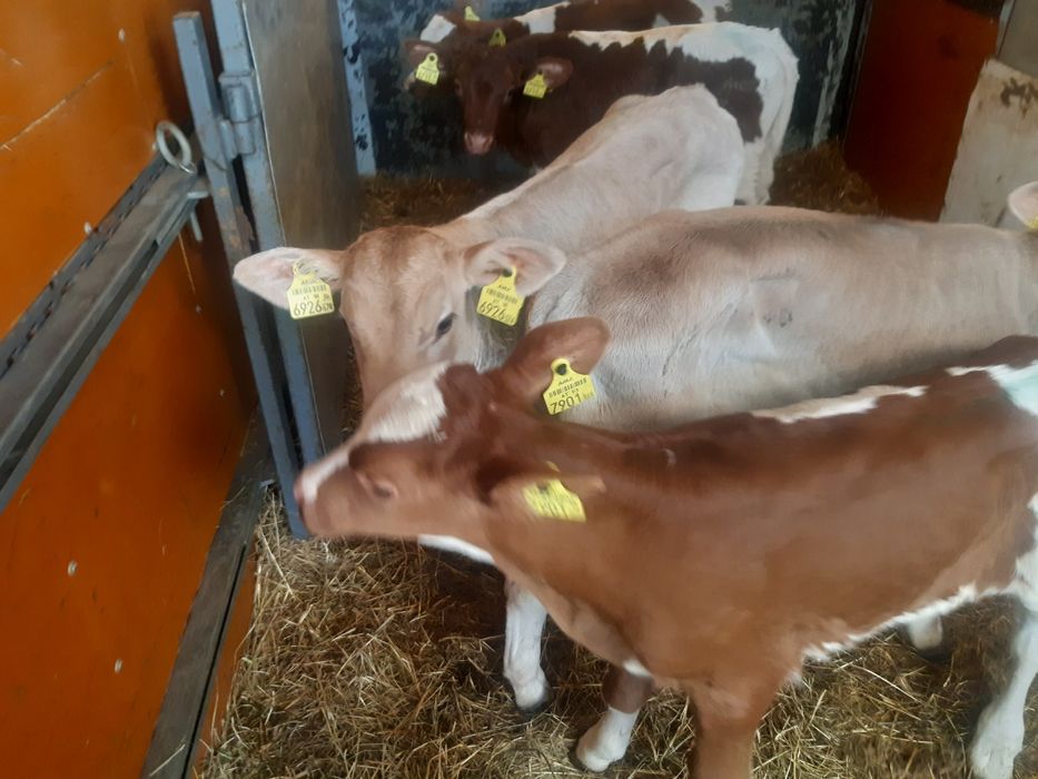 Byczki miesne cieleta Strozyska