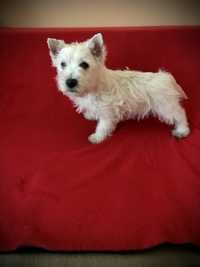 Suczka West White Terrier