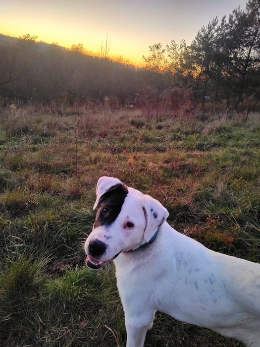 Set szuka odpowiedzialnego domu