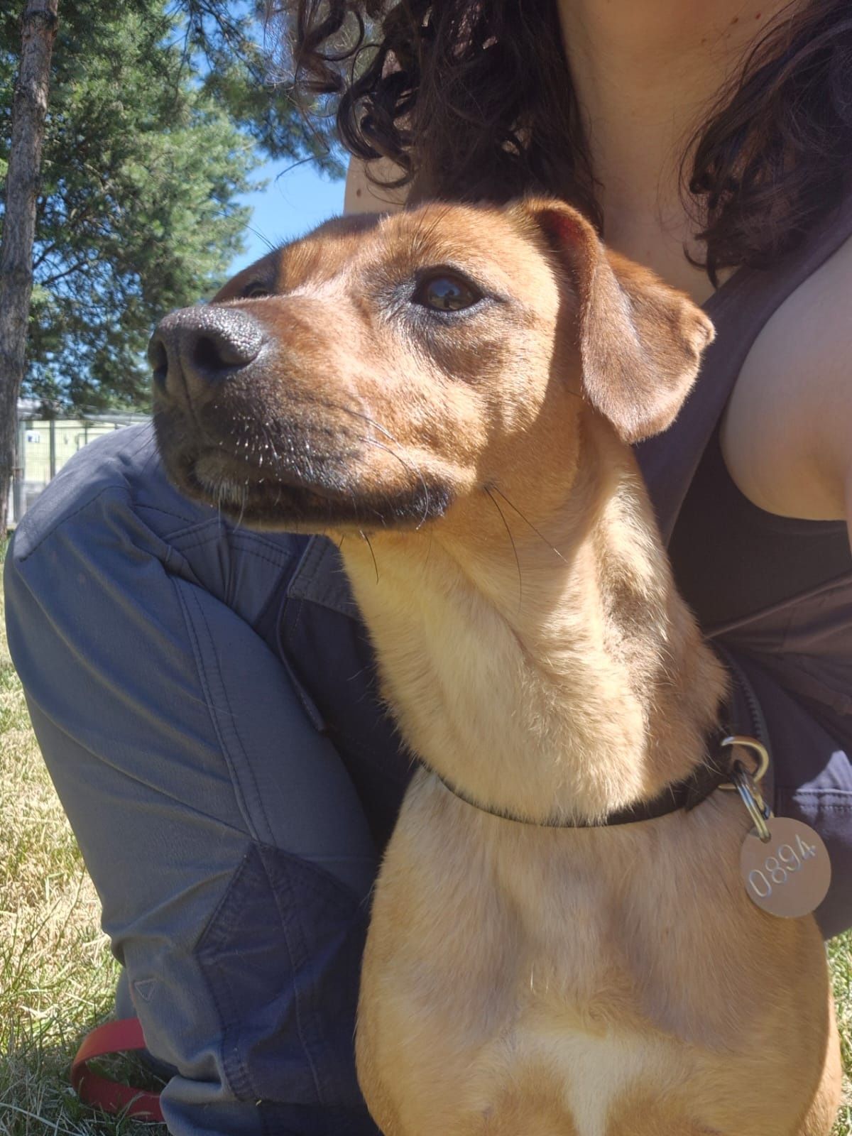 Piękna sarenka Grażka czeka właśnie na Ciebie adopcja DT