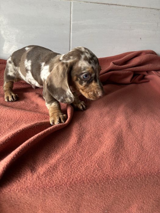 Teckel macho miniatura