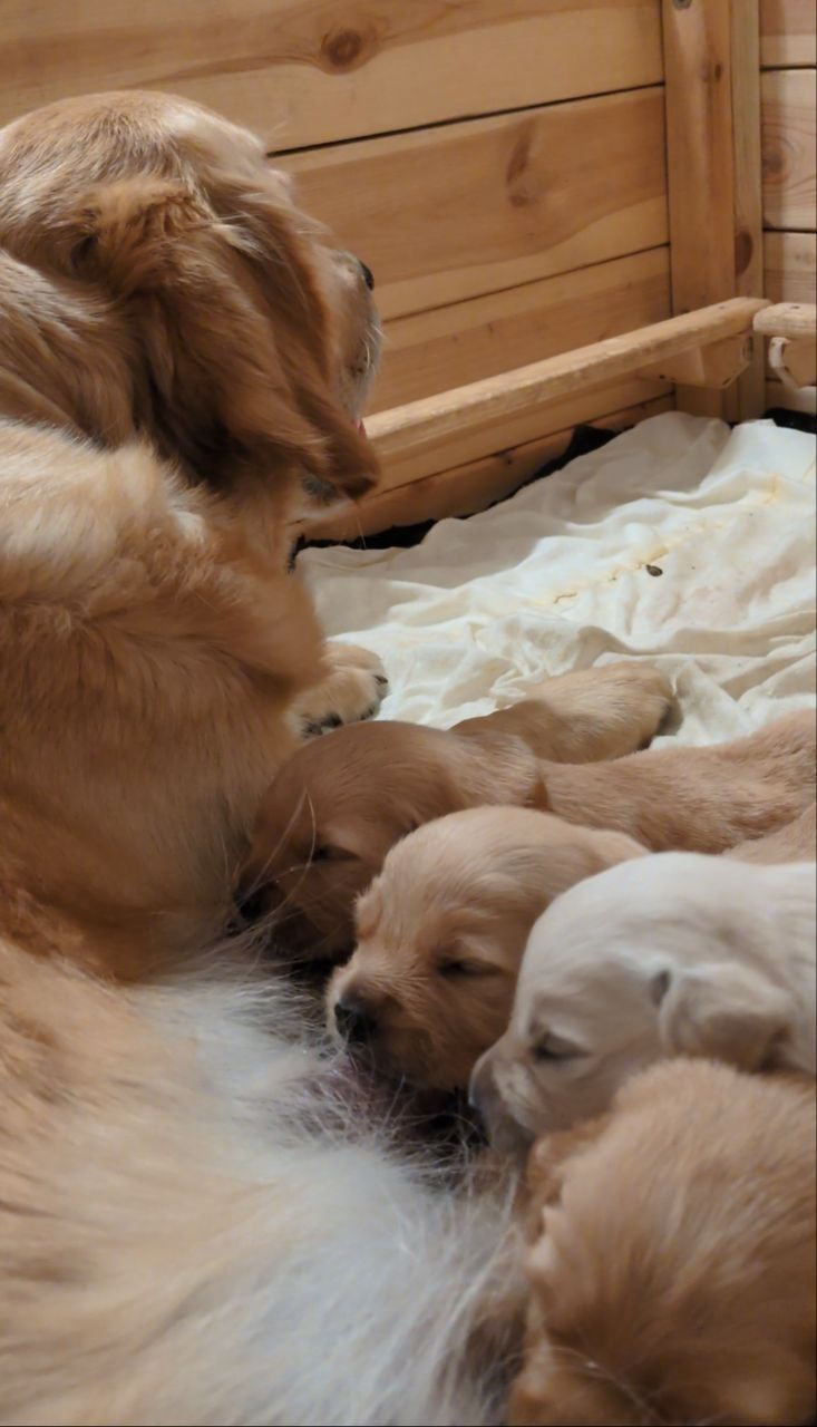 Golden Retriever/szczeniak/po championie/rodowód