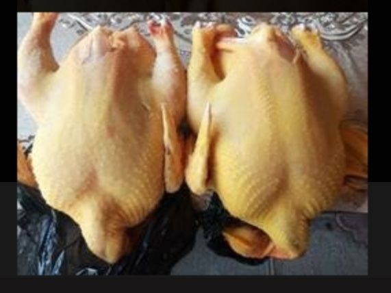 Домашня курка бройлер