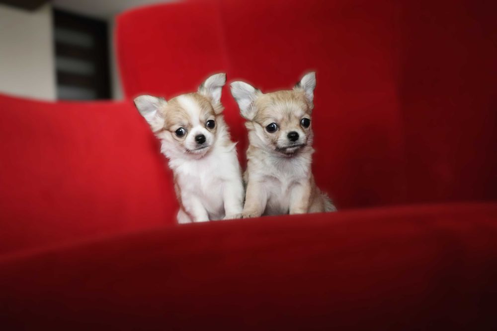 Maleńki długowłosy beżowy piesek chuhuahua SNIKRES ZKwP  FCI