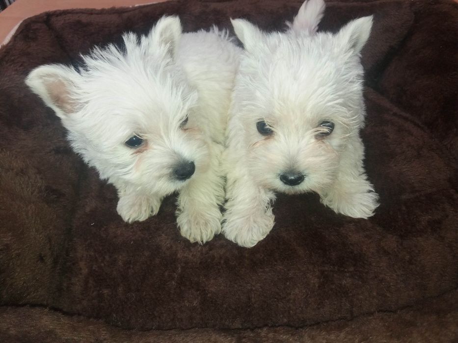 west highland white terrier criado em ambiente familiar disponível par