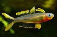 GB Modrook słoneczny (Popondichthys furcatus) - dowóz ryb!