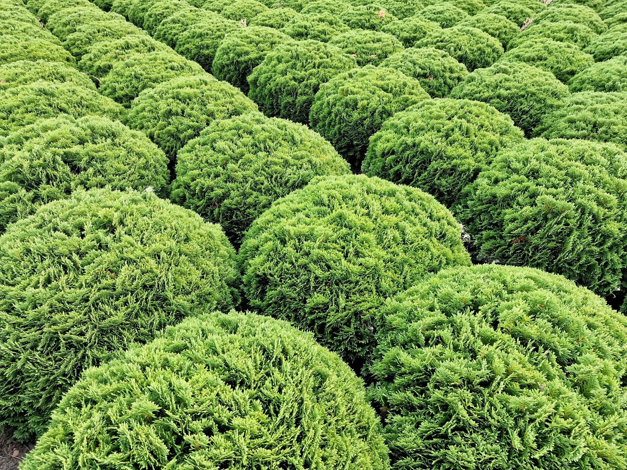 Thuja Smaragd 260-300 cm i inne tuja Szmaragd żywopłot Transport