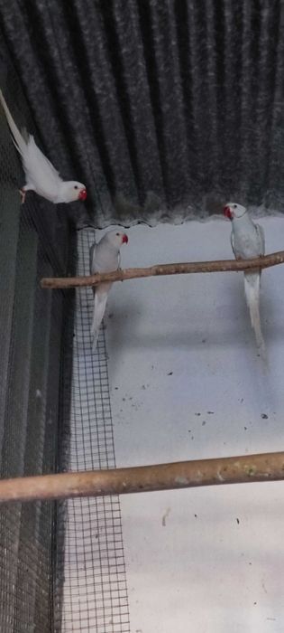 Vendo RingNecks Sexados